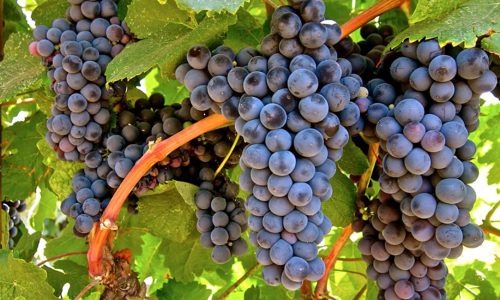 tannat